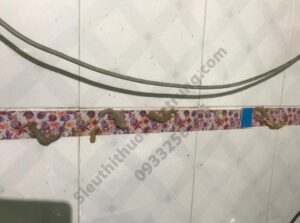 Keo bẫy thằn lằn ( Thạch sùng) Hàn Quốc (1)