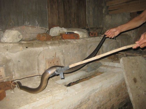 xua đuổi rắn