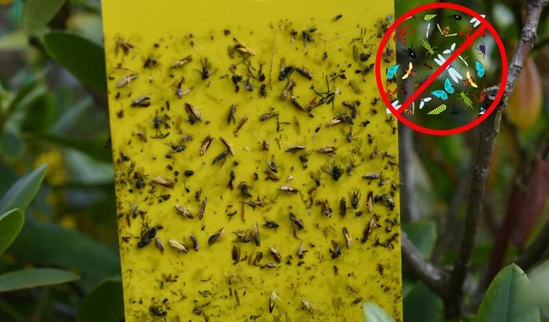 Xử Lý Côn Trùng Tại Nhà